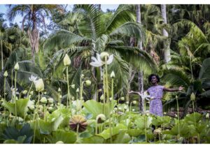 KAMA LA MACKEREL - Water Lillies, de la série Breaking the promise of tropical emptiness: trans subjectivity in the postcard 2019